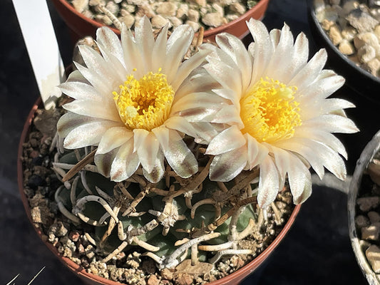 Navajoa peeblesiana PJR 521 Joseph City, Az - 10 seeds