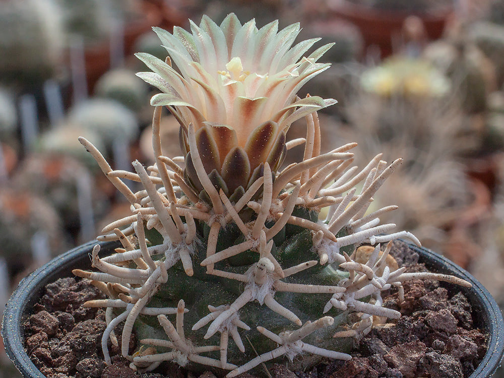 Navajoa peeblesiana v. menzelii JB 2 s. from Grand Canyon, Az - grafted