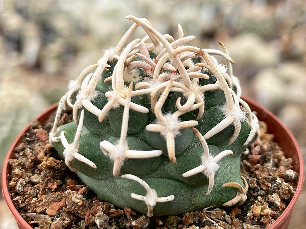 Navajoa peeblesiana v. menzelii PJR 542 Little Harpo Canyon, Coconino Co, Az - grafted (1 clone)