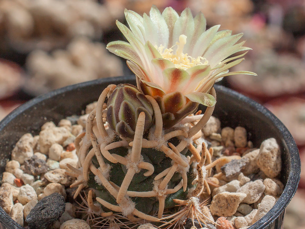 Navajoa peeblesiana v. menzelii RP 116 Coconino Co, Az - grafted