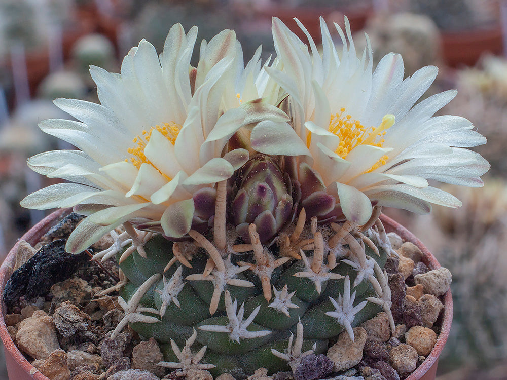 Navajoa peeblesiana ssp. fickeisenii Bedrock Canyon, Az - grafted