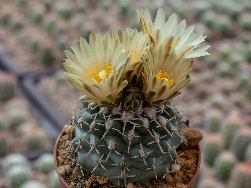 Navajoa peeblesiana ssp. fickeisenii FH 051.0 Hurricane Cliffs, Az - 10 seeds