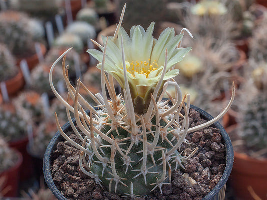 Navajoa peeblesiana ssp. fickeisenii Navajo Trail, Az - 10 seeds