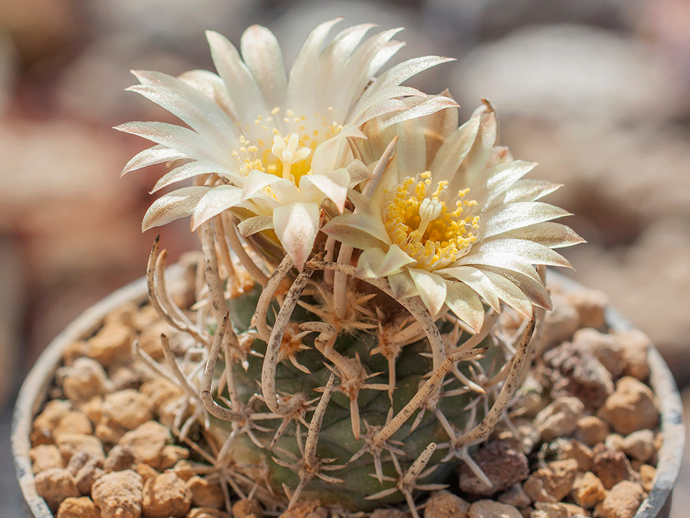 Navajoa peeblesiana ssp. fickeisenii PJR 459 Mt Trumbull Rd, Az  - grafted