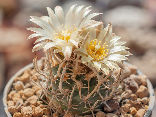 Navajoa peeblesiana ssp. fickeisenii PJR 459 Mt Trumbull Rd, Az  - grafted
