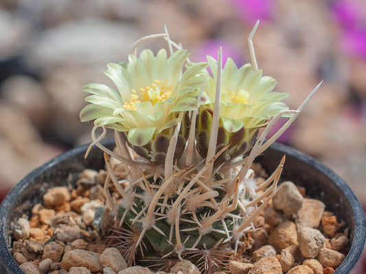 Navajoa peeblesiana ssp. fickeisenii RP 145 Wolf Hole, Mohave Co, Az - 10 seeds