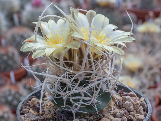 Navajoa peeblesiana ssp. fickeisenii SB 468 Fredonia, Az - grafted