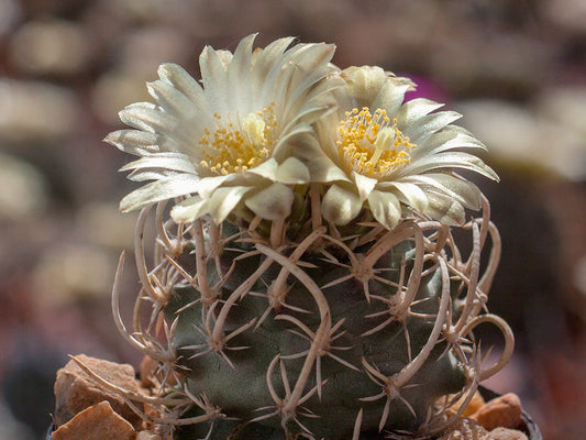 Navajoa peeblesiana ssp. fickeisenii SN 023/1 Mt Trumbull Rd, Az - 10 seeds