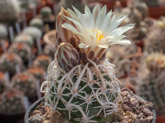 Navajoa peeblesiana f. maia, s from Cameron, Az - grafted