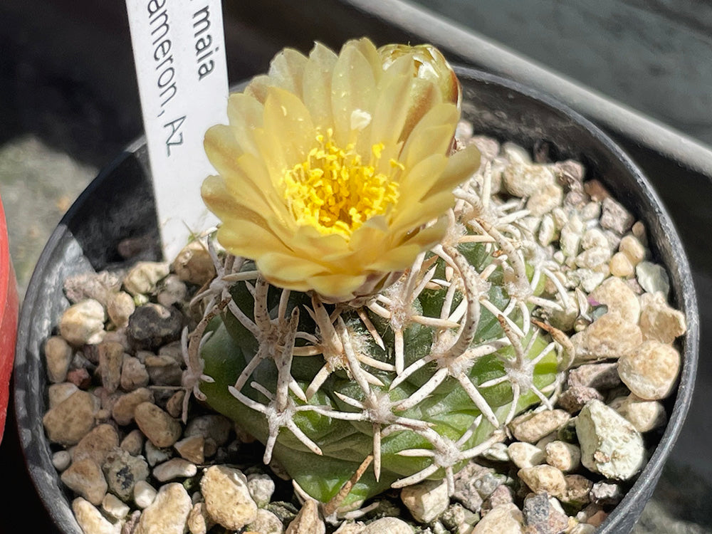 Navajoa peeblesiana f. maia JB 6 w from Cameron, Az - 10 seeds