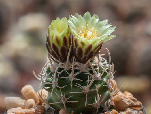 Navajoa peeblesiana f. maia JB 6 w Cameron, Az - grafted (1 clone)