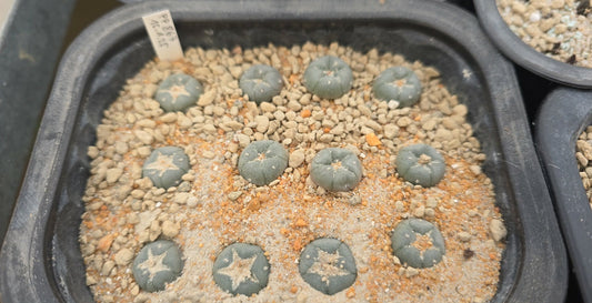 Lophophora williamsii PP 867 Entronque Huizache, SLP - 10 seeds