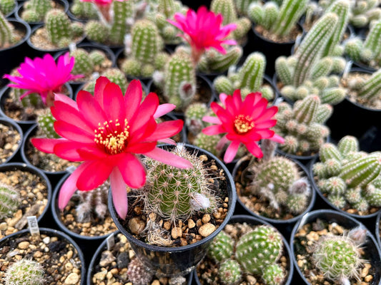 Chamaecereus hybr. pink-red