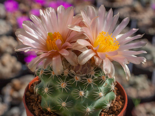 Pediocactus despainii PJR 528 Wedge Overlook, Ut - grafted