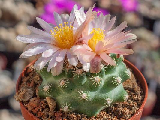 Pediocactus despainii PJR 529 Mesa Bute, Emery Co, Ut - grafted