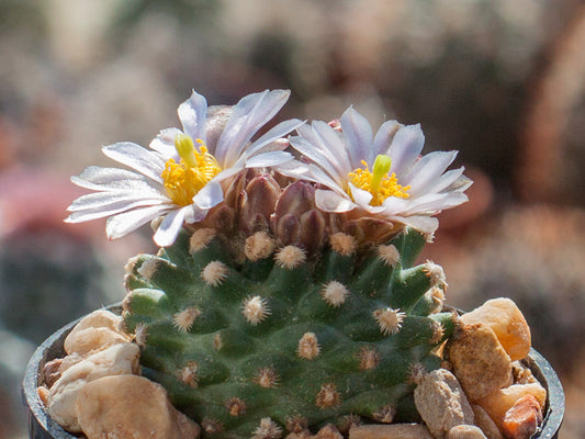 Pediocactus knowltonii SB 304 San Juan Co, NM