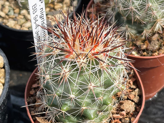 Pediocactus nigrispinus BB 94-4 Jefferson Co, Or - grafted