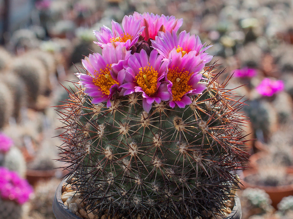 Pediocactus nigrispinus HK 1203 Kittitas Co, Wa - grafted
