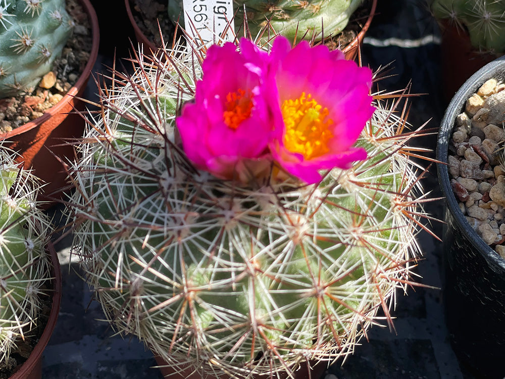 Pediocactus simpsonii PJR 561 W of Apex, Beaverhead Co, Mt - 10 seeds