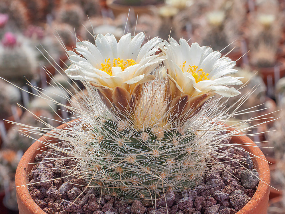 Pediocactus paradinei RP 80 Houserock Valley, Az - grafted