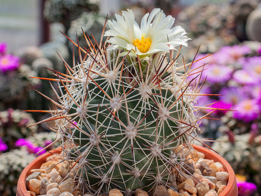 Pediocactus sileri FH 0203 Washington Co, Ut (white Utahia) - grafted