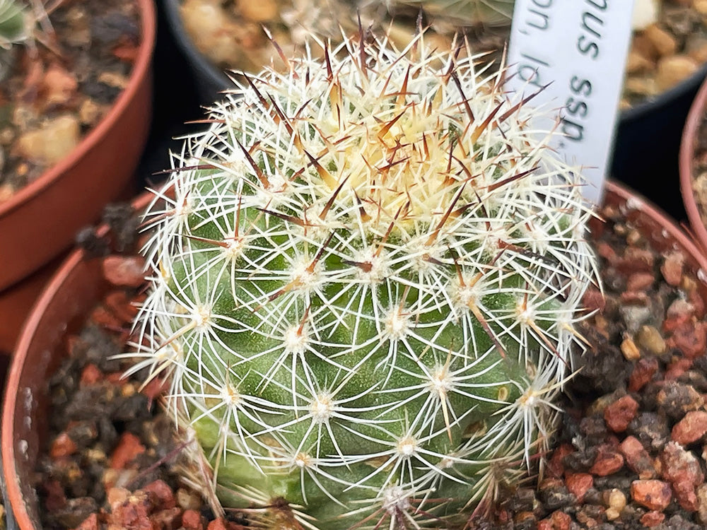 Pediocactus simpsonii RP 93 Salmon, Id - grafted