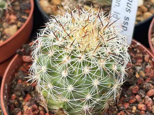Pediocactus simpsonii RP 93 Salmon, Id - grafted