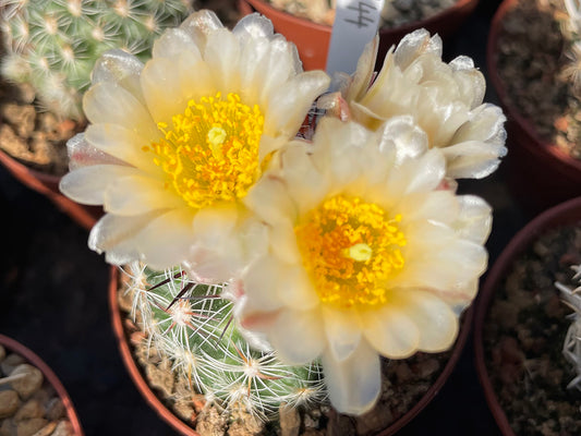 Pediocactus simpsonii ssp. idahoensis FH 9.17 Magic Mts, Id - grafted