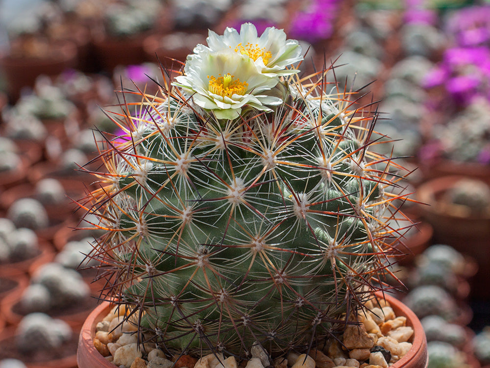 Pediocactus simpsonii ssp. robustior FH 115 Humboldt River, Nv - 10 seeds