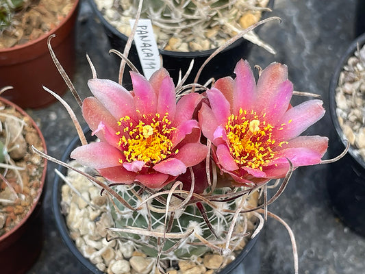 Sclerocactus blainei SB 1015 Lincoln Co, Nv  - 10 seeds