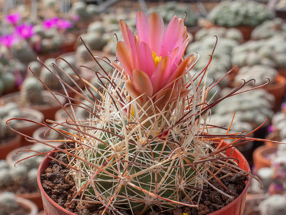 Sclerocactus nyensis RP 137 Silver Peak, Nv - 10 seeds