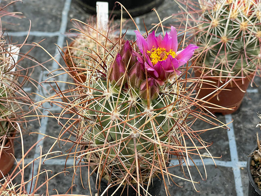 Sclerocactus parviflorus ssp. havasupaiensis RP 131 Supai, Coconino Co, Az - grafted