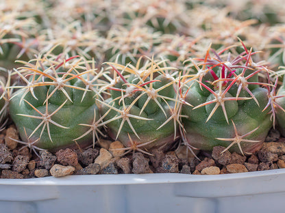 Thelocactus bicolor ssp. heterochromus VZD 679 El Casco, Dur