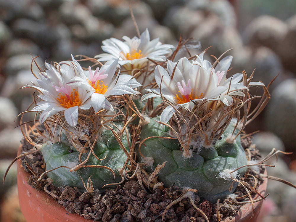 Turbinicarpus schmiedickeanus ssp. macrochele MZ 700 Pastora, SLP