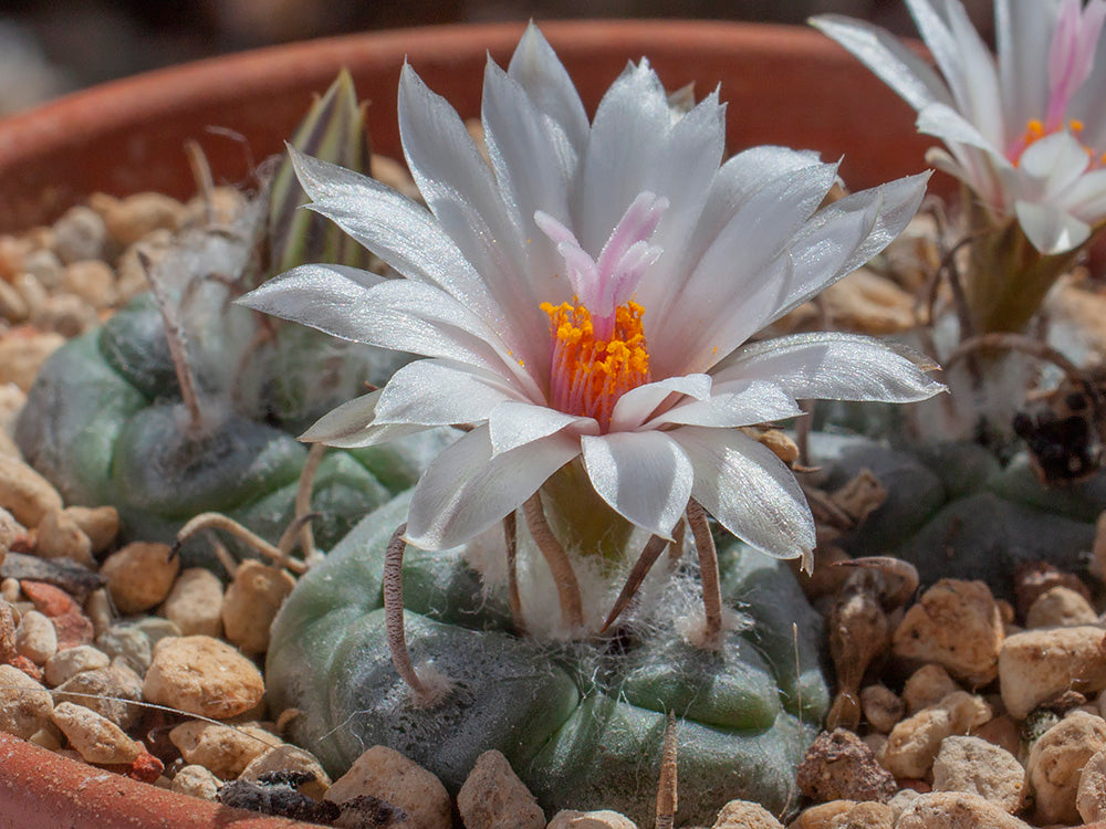 Turbinicarpus schmiedickeanus ssp. schwarzii (polaskii) RS 744 La Bonita, SLP