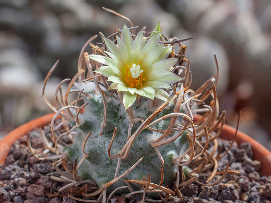 Turbinicarpus schmiedickeanus ssp. flaviflorus L 1085 - 10 seeds