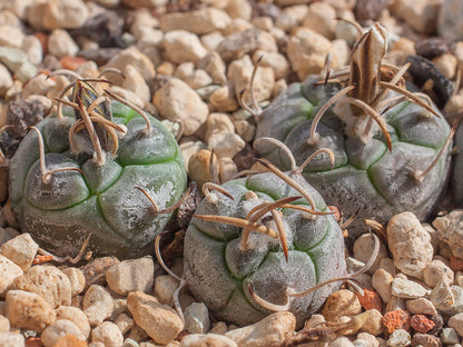 Turbinicarpus schmiedickeanus ssp. schwarzii (polaskii) RS 744 La Bonita, SLP