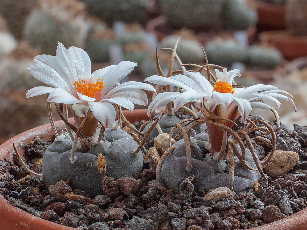 Turbinicarpus schmiedickeanus ssp. schwarzii TCG 8003 Canyon Honda, SLP