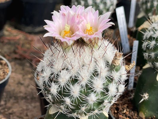 Turbinicarpus subterraneus VM 1144 Esperanza, NL - 10 seeds