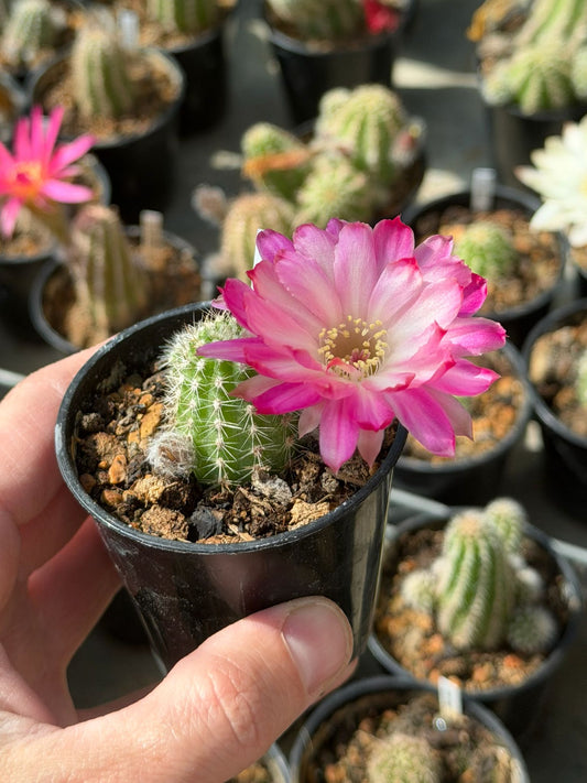 Chamaecereus hybr. PAN 17.8.109