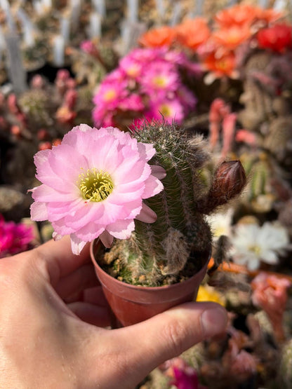 Chamaecereus hybr. Lincoln Pink Splendour