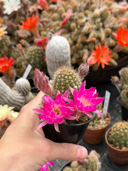 Chamaecereus hybr. PAN 20.19.80