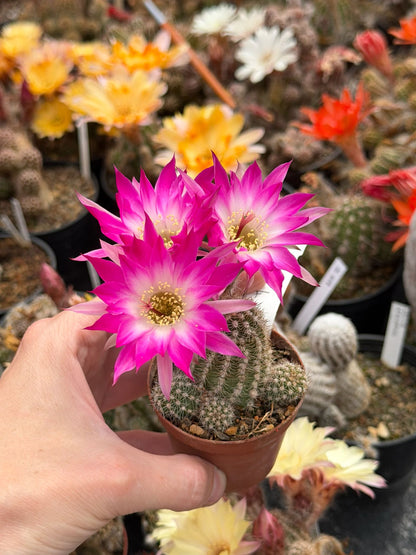 Chamaecereus hybr. PAN 17.4.148