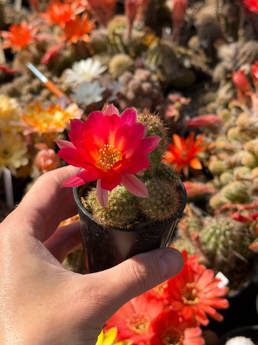 Chamaecereus hybr. PAN 17.8.8 Richi