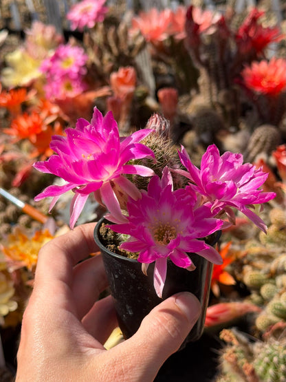 Chamaecereus hybr. PAN 20.19.80