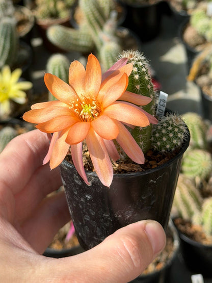Chamaecereus hybr. Hajek 23.005