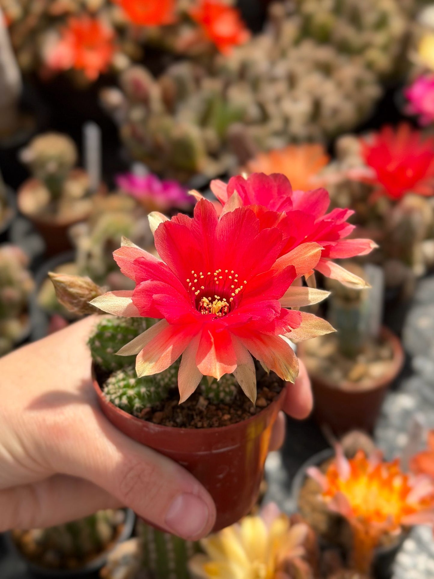 Chamaecereus hybr. Hajek 24.001