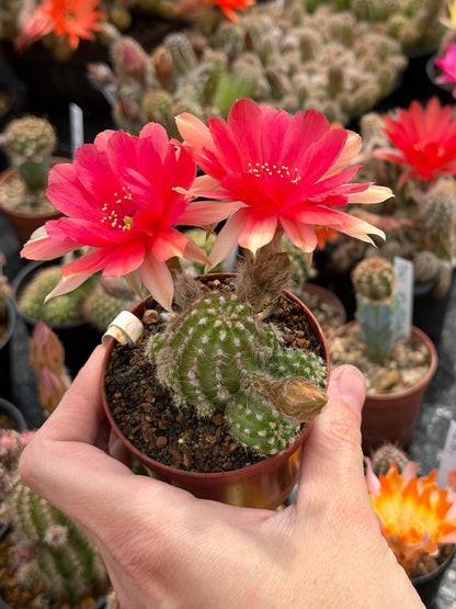 Chamaecereus hybr. Hajek 24.001