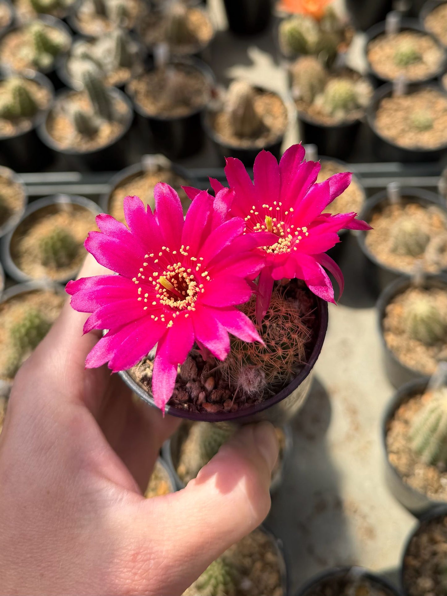 Chamaecereus hybr. PK 4 dark red flower, yellow spines