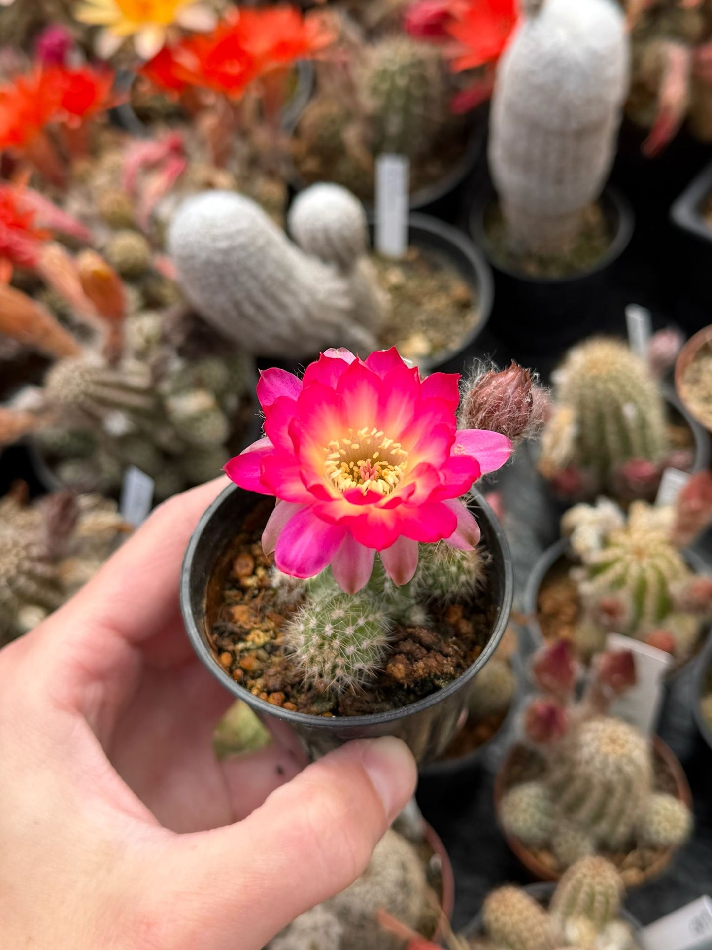 Chamaecereus hybr. PAN 17.8.109
